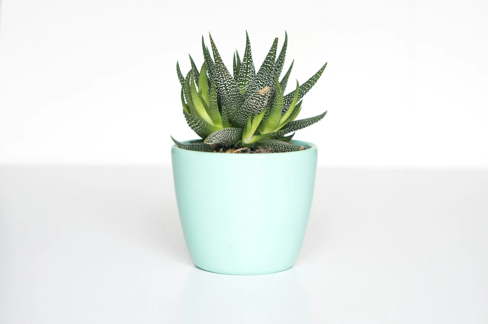 A bright collection of healthy potted houseplants